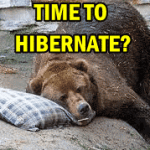 bear-hibernate bear-hibernate