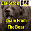 catstock-bear catstock-bear