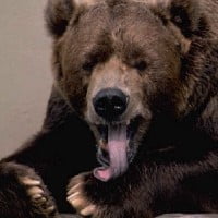 Bear Market - Definition